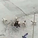 Ankara’da başıboş köpeklerin saldırısına uğrayan genç kız son anda kurtuldu