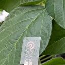 Bitkiler akıllı saat sayesinde sinyal verecek