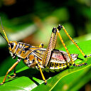 İstilacı çekirgeler Sardunya adasındaki ekinleri yok etmeye başladı