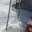 Adana sokak köpeği bir çocuk ve iki vatandaşa saldırdı