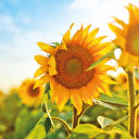 Bölgenin tarım üssüyüz