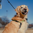 ABD'nin Aurora kentinde köpeklerin havlaması yasaklandı: Sahibine ceza kesilecek