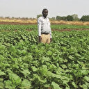 Sudan ayçiçeğinde açılım kapısı olacak