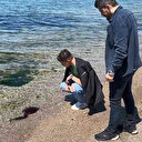 Zehirli olabilir: İzmit Körfezi'ni 'Pusula denizanaları' bastı