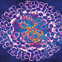 Çiçek aşısı maymun çiçeğinden koruyor