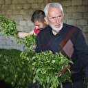 Kaliteli çay için yarışa girdiler: ÇAYKUR’un üzerinde fiyatla alım yapıyorlar