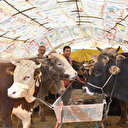 Kurbanlık fiyatları belli oldu: İşte illere göre kurban hisse bedelleri