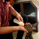 Ormanda bulunan yavru karacanın biberonla beslendiği gülümseten anları