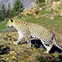 Anadolu parsı ayak izi ve tüyünden tespit edildi: 48 yıl sonra yeniden görüntülenmişti