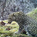 Anadolu parsının görüntülendiği 4 ilden biri olan Artvin’de parsın ailesi olup olmadığı araştırılıyor