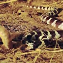 En zehirli yılanların bile korkulu rüyası: Kendi kendini dahi yiyor