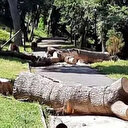 İBB'den Emirgan'da ağaç katliamı: 54 tanesine acımadan kıydılar