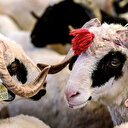 Kurban Bayramı tatili 9 gün oldu! Cumhurbaşkanı Erdoğan'dan Kurban Bayramı tatili açıklaması!