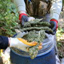 Diyarbakır'da 'Eren Abluka-19 Narko Terör' operasyonu: 6 milyon 377 bin kök kenevir ele geçirildi