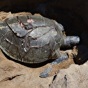 Antalya'da denizde ölü yeşil deniz kaplumbağası bulundu