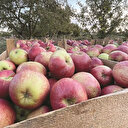 Elmanın fiyatı tarladan markete 7 kat artıyor
