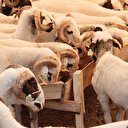 TİGEM kurbanı ucuza satacak