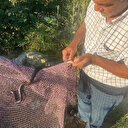 Yangından sonra Manavgat'ı yılanlar bastı