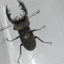 'Kırmızı liste'de yer alan geyik böceği görüntülendi