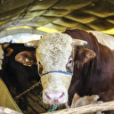 Et ve Süt Kurumu üreticilerin kurbanlıklarını satın alacak