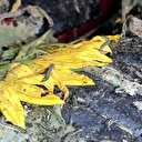 Her yer istila ettiler