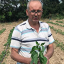 Her şeyi yiyorlar: Tarlaları komple bitirdiler