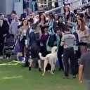 İzmir'de üniversite mezuniyetinde başıboş köpek saldırısı