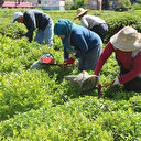 Çay göçü ile nüfusu katlanacak olan Rize’de hastanelerde Covid-19 hazırlığı