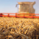 Çiftçilere buğday için 1 TL arpa için 0,50 TL prim desteği ödenecek