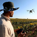 Trakya'da çayır tırtılı istilası: Arılar kovana çekilince dronlar havalanıyor