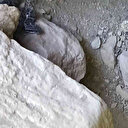 Tunceli’de fotoğraflandı: Isırığı 1 saat içinde öldürüyor