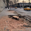 İBB'nin ağaç kıyımı belgelendi: Hassasiyet değil katliam