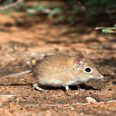 Çin'den yeni bir virüs: Langya virüsü nedir, belirtileri nelerdir?