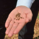 Dünyanın en iyi balını üretmek için ekti: Çölyak hastalarına da umut oldu