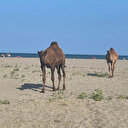 Samsun'da başıboş develer sahile indi