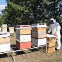 Türkiye’nin en önemli bal üretim merkezlerinden olan Çorum’da arıcılar bal hasadına başladı