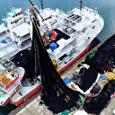 Marmara'da hamsi Karadeniz'de palamut, balıkçıları umutlandırdı