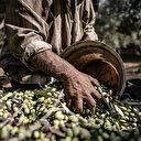 Zeytin üretiminde kuraklık İspanya'yı vurdu: Türkiye öne çıktı