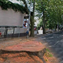 Çırağan Caddesi'nde ağaç katliamı yapan İBB 'Yeni ağaçlar dikilecek' sözünü 6 ay geçmesine rağmen tutmadı