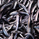 Türkiye’nin balık tercihi araştırıldı: Hamsi zirvede