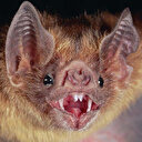 Yarasalarda aşılara dirençli yeni koronavirüs: Khosta-2