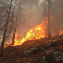 Adıyaman'da orman yangını: Havadan ve karadan müdahale ediliyor