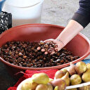 Kestane pazara indi, kilosu 45 TL