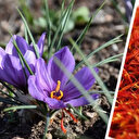 Safran çiçeği fiyatı ne kadar? Faydaları neler?