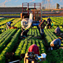 2022’de 30 milyar dolarlık tarım ihracatı bekleniyor