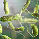 ABD'de et yiyen bakteri alarmı: Vaka sayıları katlanarak artıyor