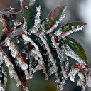 Zirai don ne demek? Zirai don kaç derecede olur?