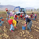 Patates bereketi: Üretim bol depolar dolu