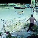 Başıboş sokak köpekleri 3 gün arayla sokakta oynayan küçük kardeşleri ısırdı