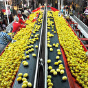 Türkiye tarımda net ihracatçı: 7 milyar dolar dış ticaret fazlası verildi